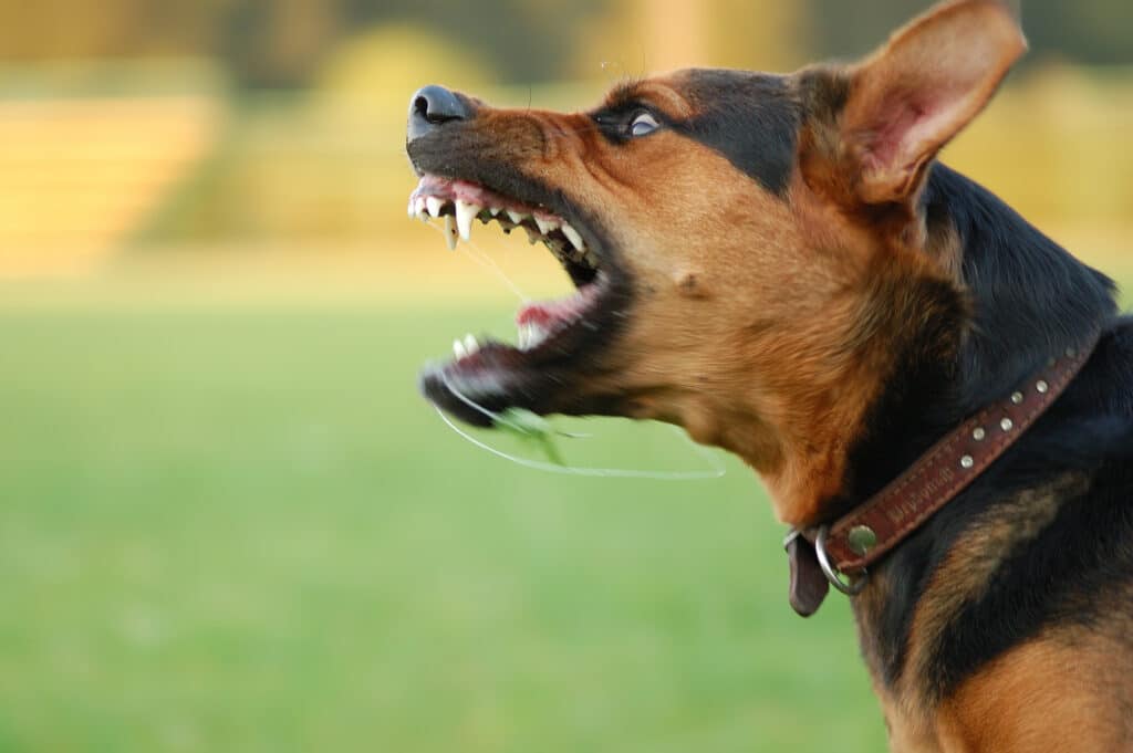 Cottageville Dog Bite Lawyer