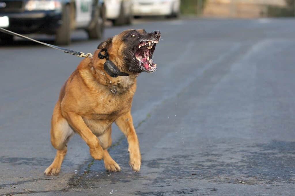 Okatie Dog Bite Lawyer