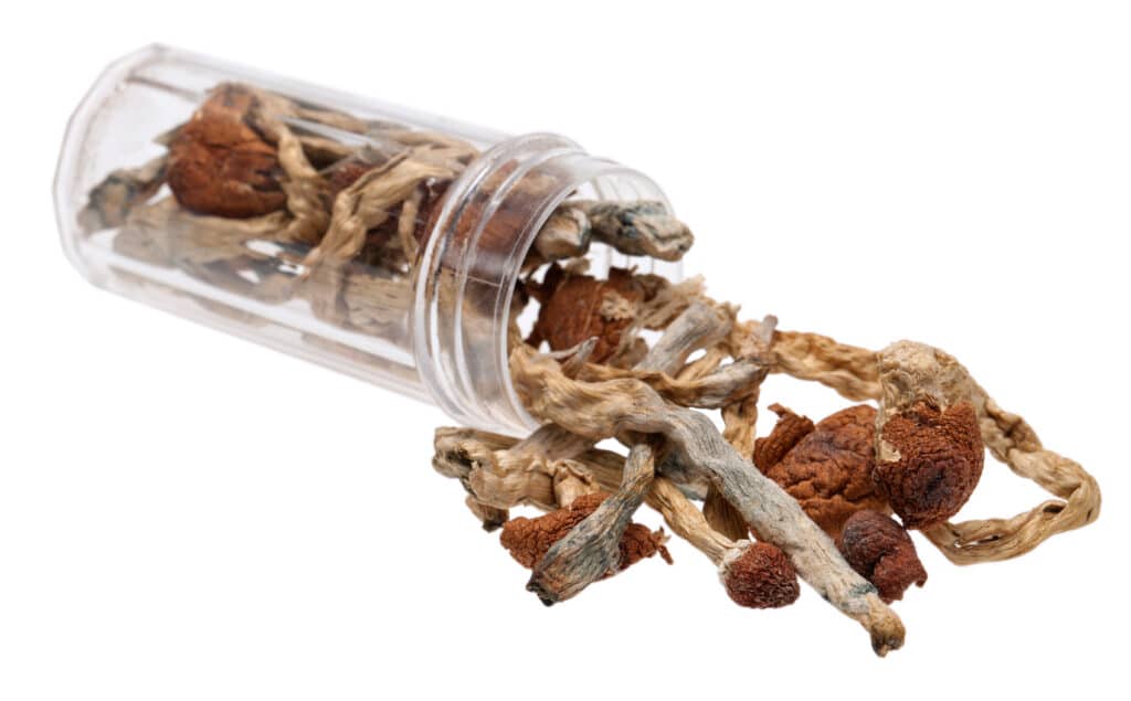 Charleston Mushrooms Lawyer