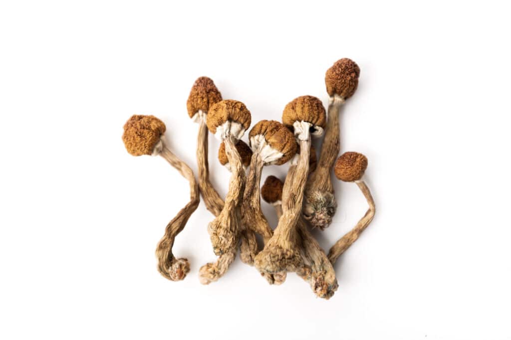 Greenville Mushrooms Lawyer